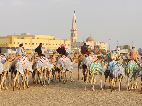 Arabian Desert Camel Riding Center-迪拜必去景点