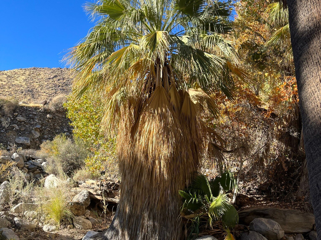 Big Wheel Tours-棕榈沙漠必去景点