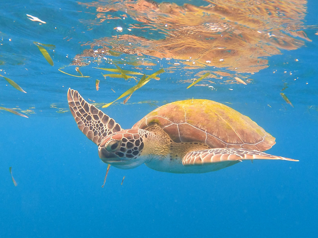 Molasses Reef-拉哥岛必去景点