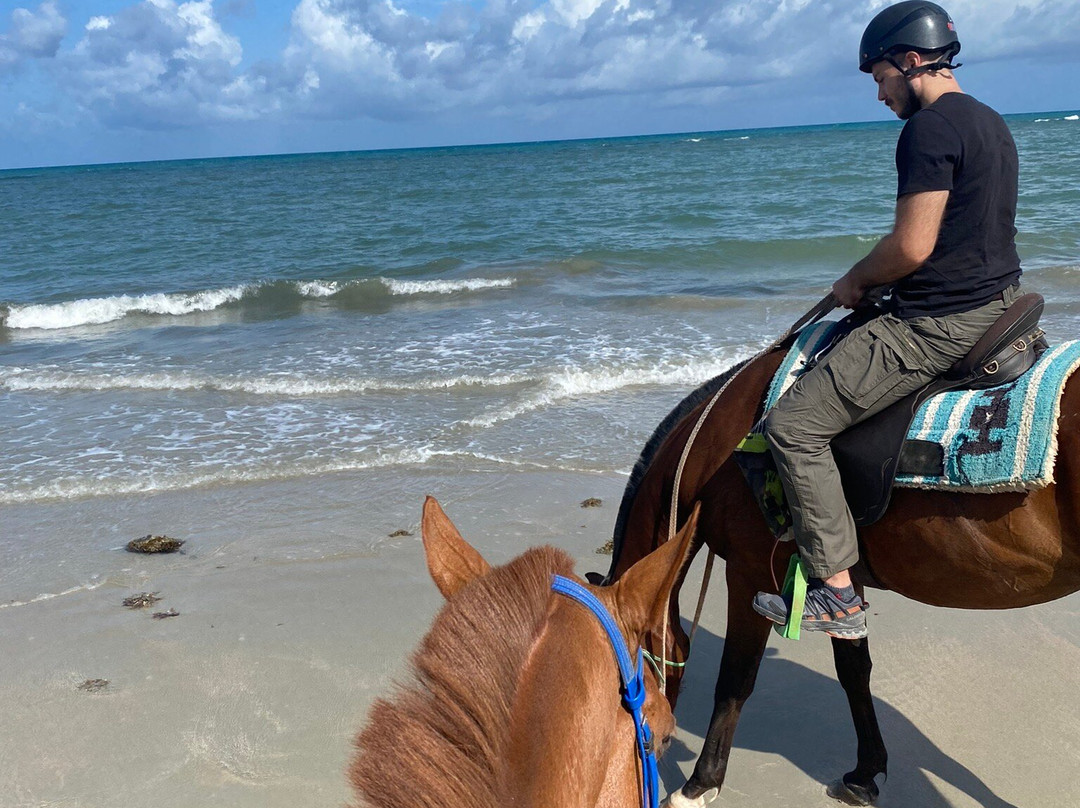 Cape Trib Horse Rides-Cape Tribulation必去景点