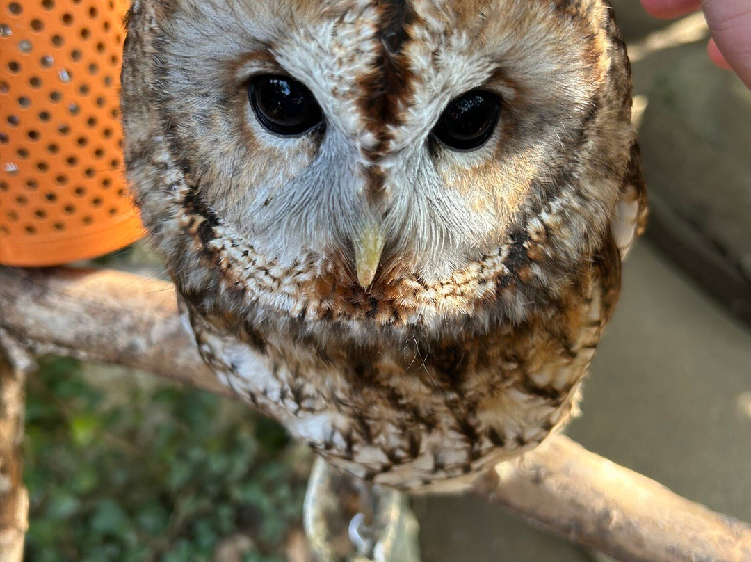 Owl's Forest Zoo-由布市必去景点