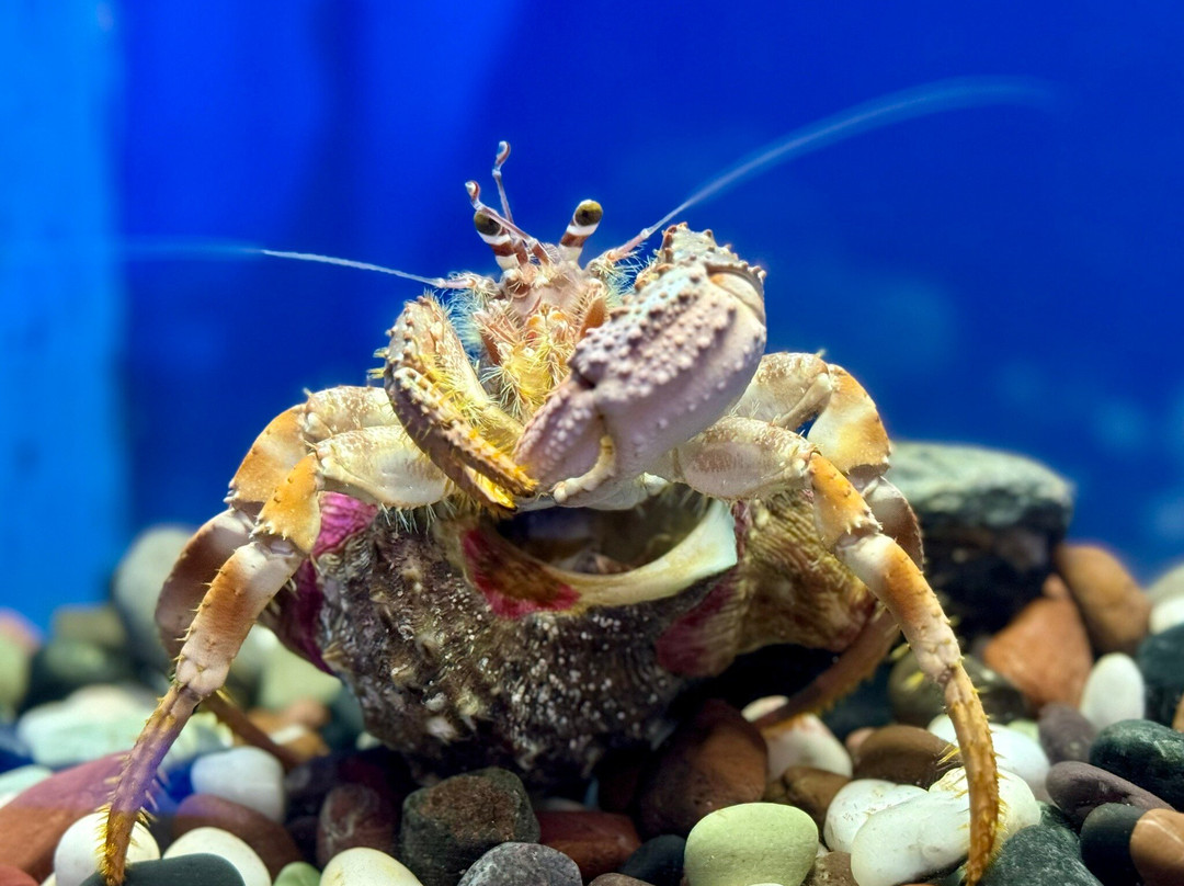 长崎企鹅水族馆景点图片
