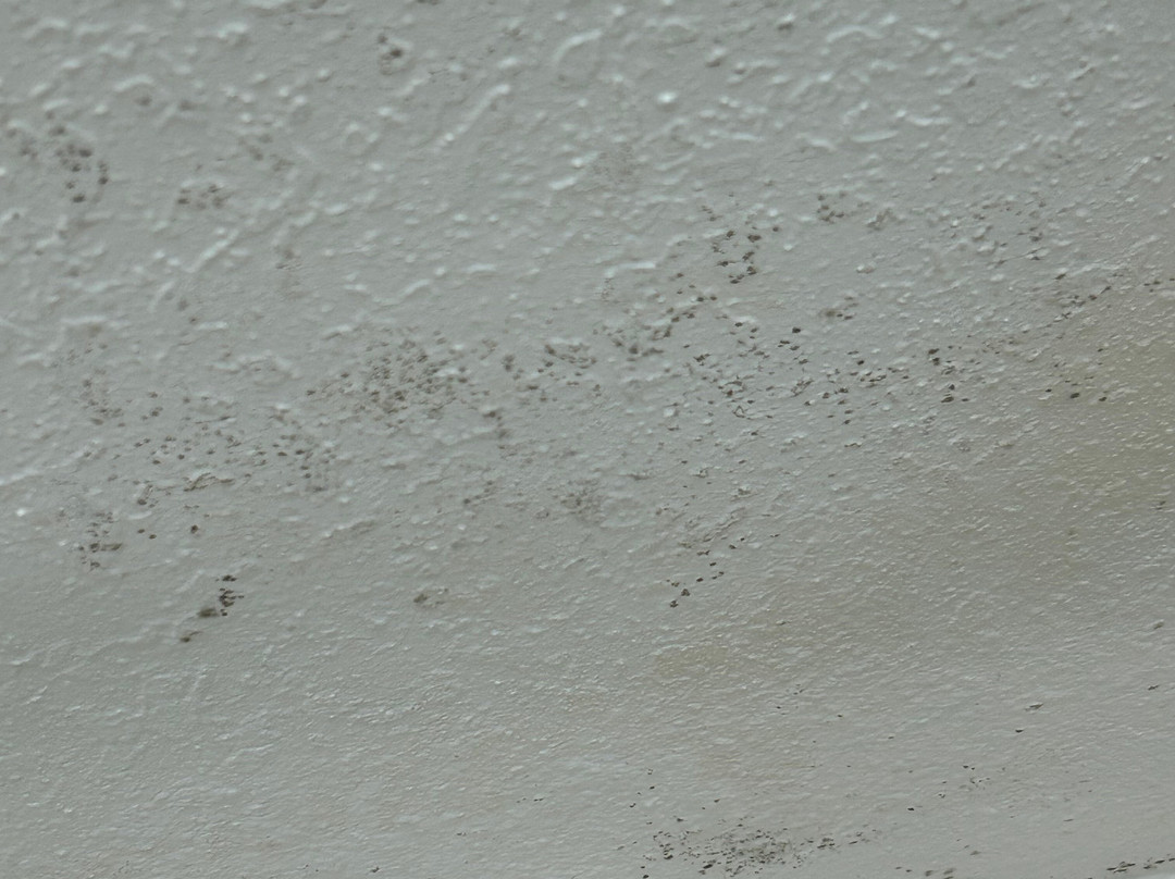 Holiday Inn Express & Suites Live Oak by IHG主图