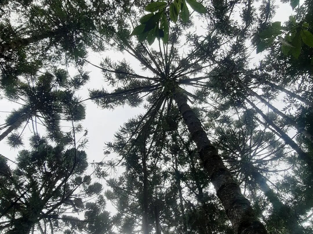 Trilha do Pinheiro Velho-蒙特贝尔德必去景点