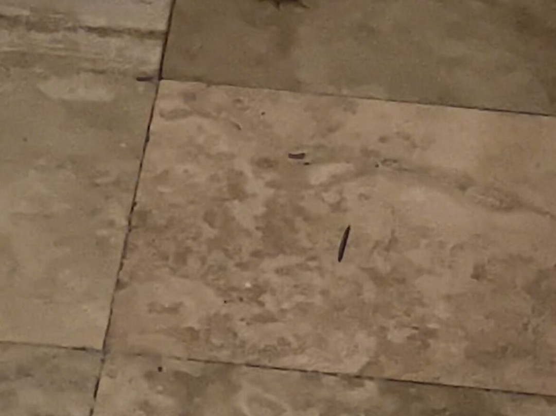 Grand Palladium Jamaica Resort & Spa主图