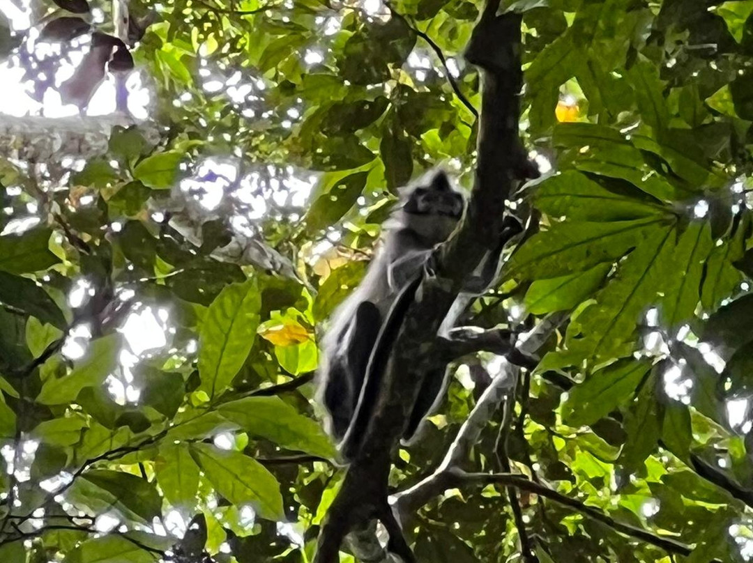 Ketambe Trek-Ketambe必去景点