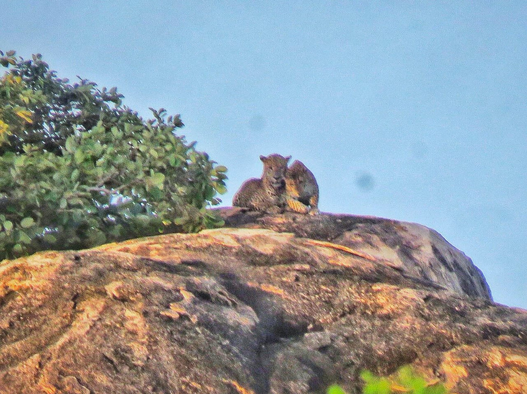 Dinuka Safari-蒂瑟默哈拉默必去景点