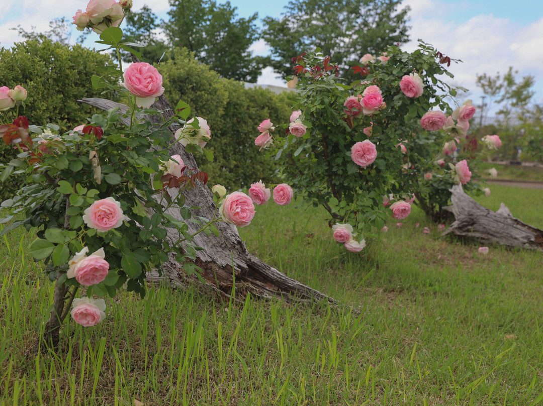 Michi-no-Eki Teien-no-sato Honai-三条市必去景点