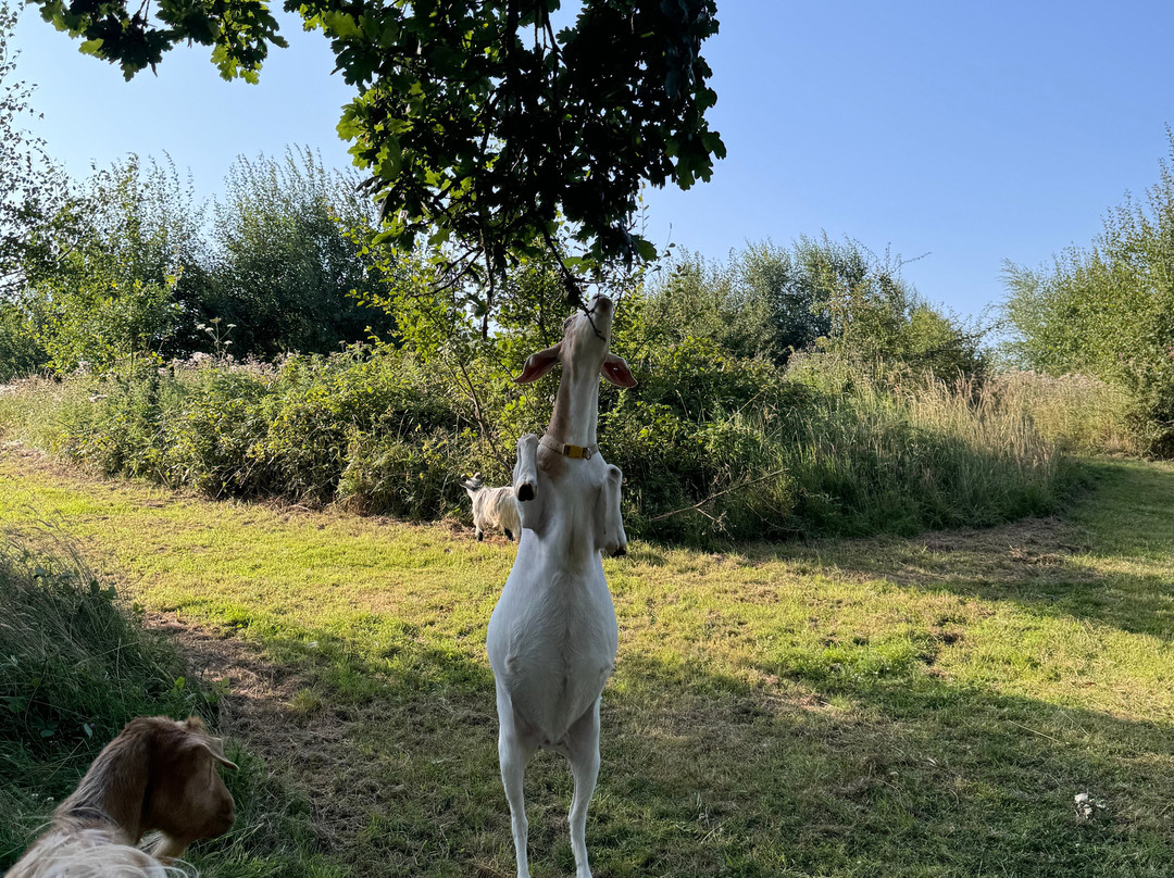 Goat & Sheep Walk Experience景点图片