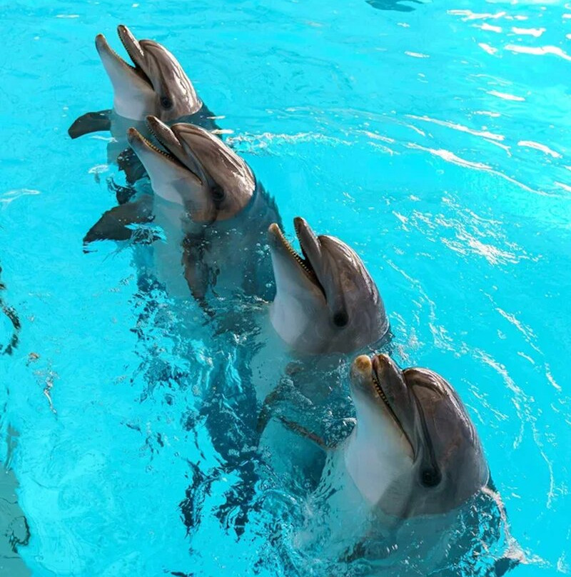 Dolphinarium Naberezhnye Chelny-Naberezhnye Chelny必去景点