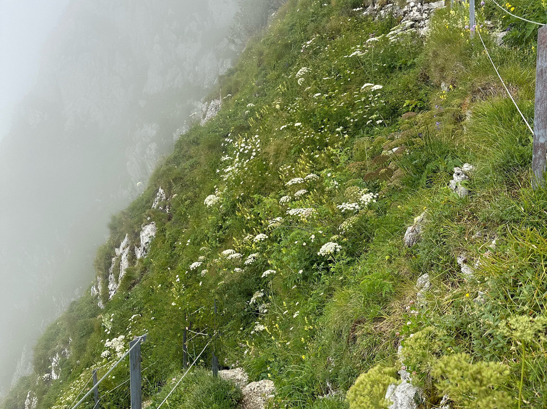 Alpine Garden La Rambertia-蒙特勒必去景点