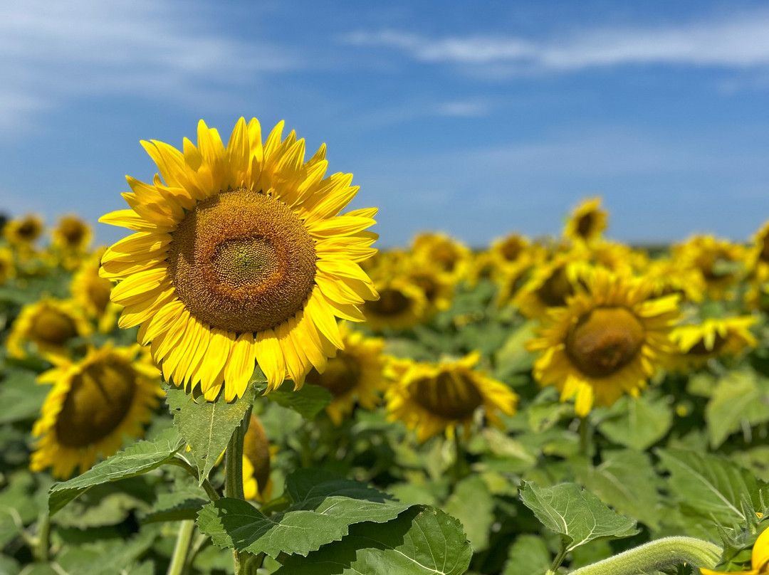 The Sunflower Farm景点图片
