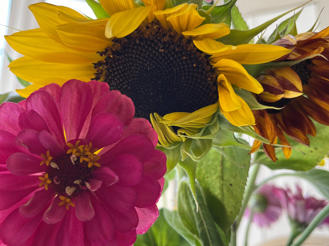 Sunflower Gardens-Westminster必去景点