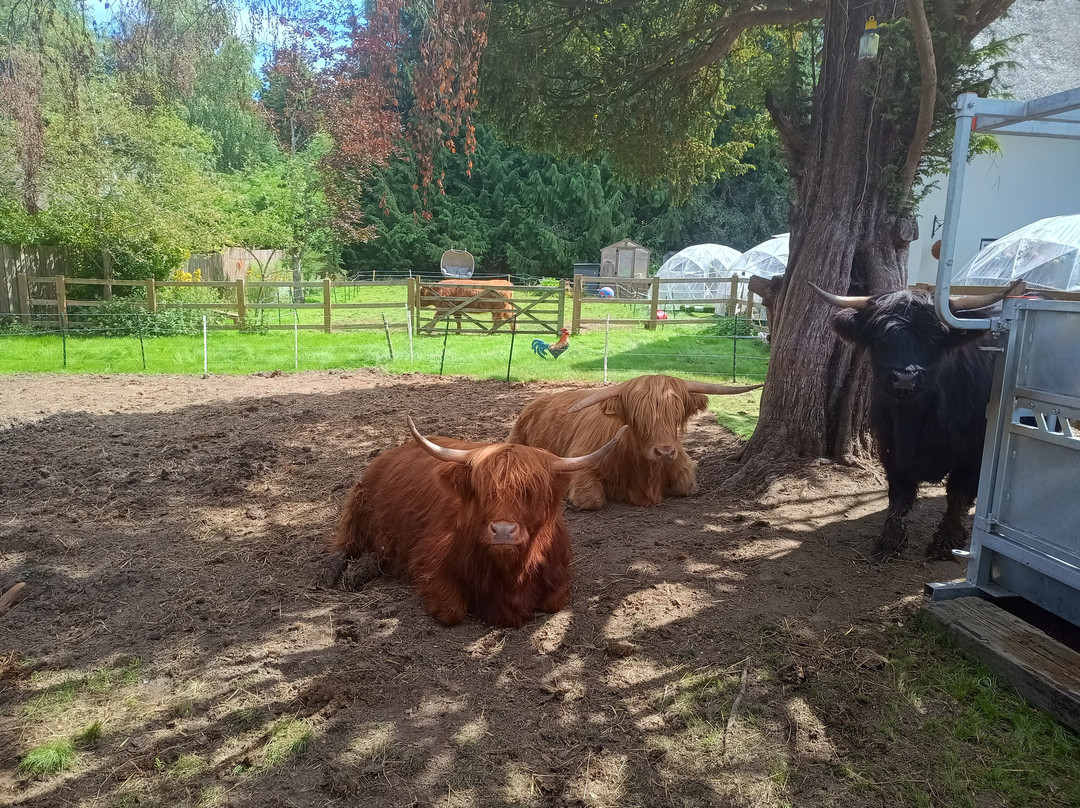 Highland Cow Cottage景点图片