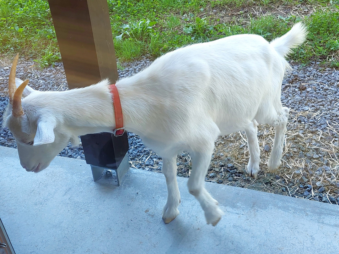 ジェラートカフェ　三田牧場
