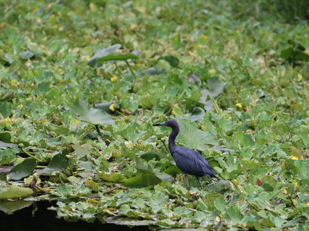Sawgrass Lake Park-圣彼德斯堡必去景点