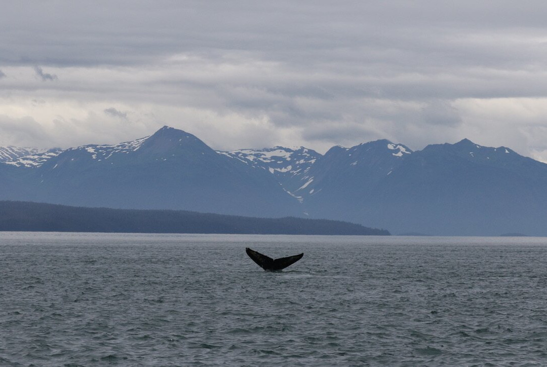 Cross Sound Express Whale Watching-古斯塔夫斯必去景点