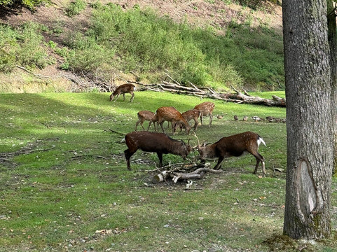 Wildpark Schmidt-Schmidt必去景点