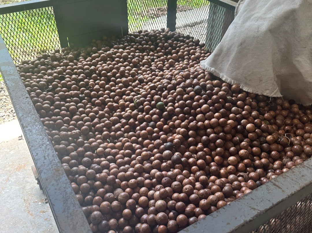 Sacred Grounds Coffee Farm-库克船长必去景点