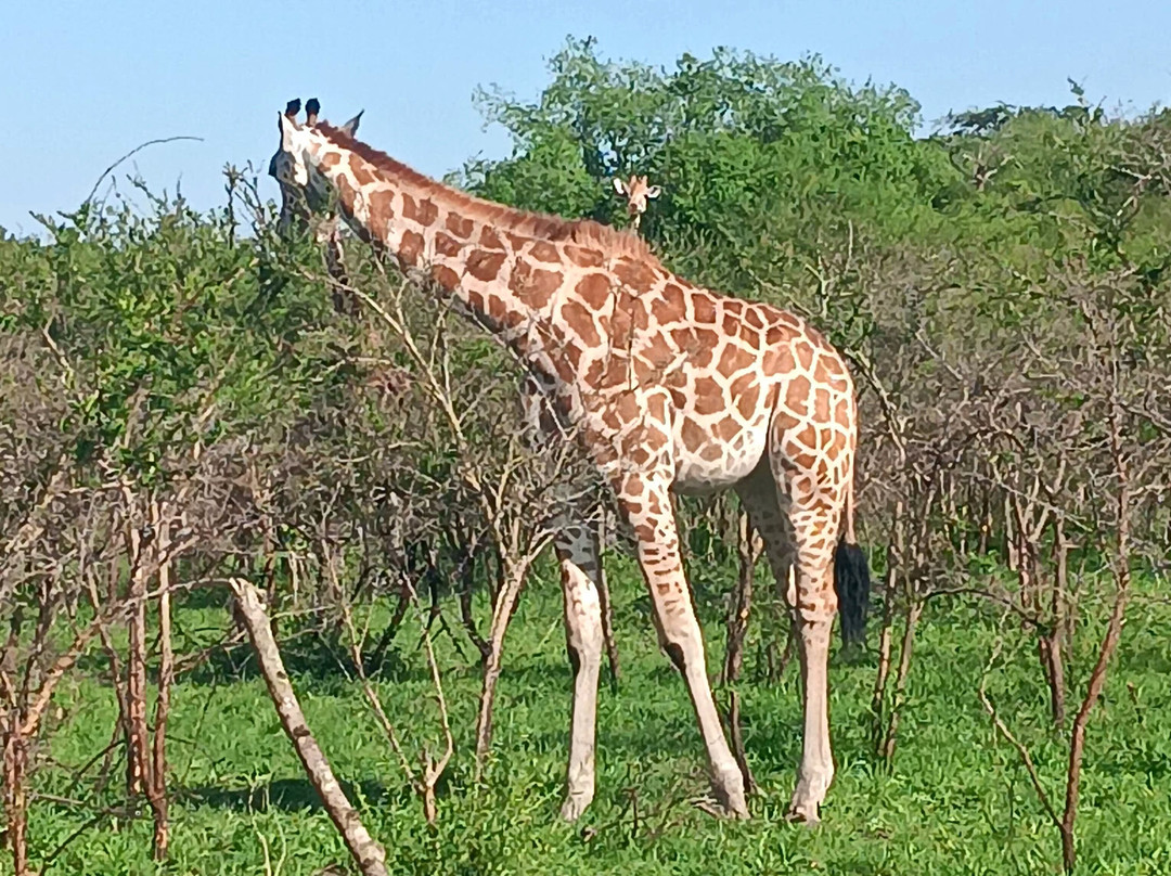 Gorilla Safaris Uganda Travel-坎帕拉必去景点