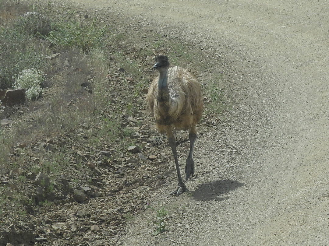 Wallaby Tracks Adventure Tours景点图片