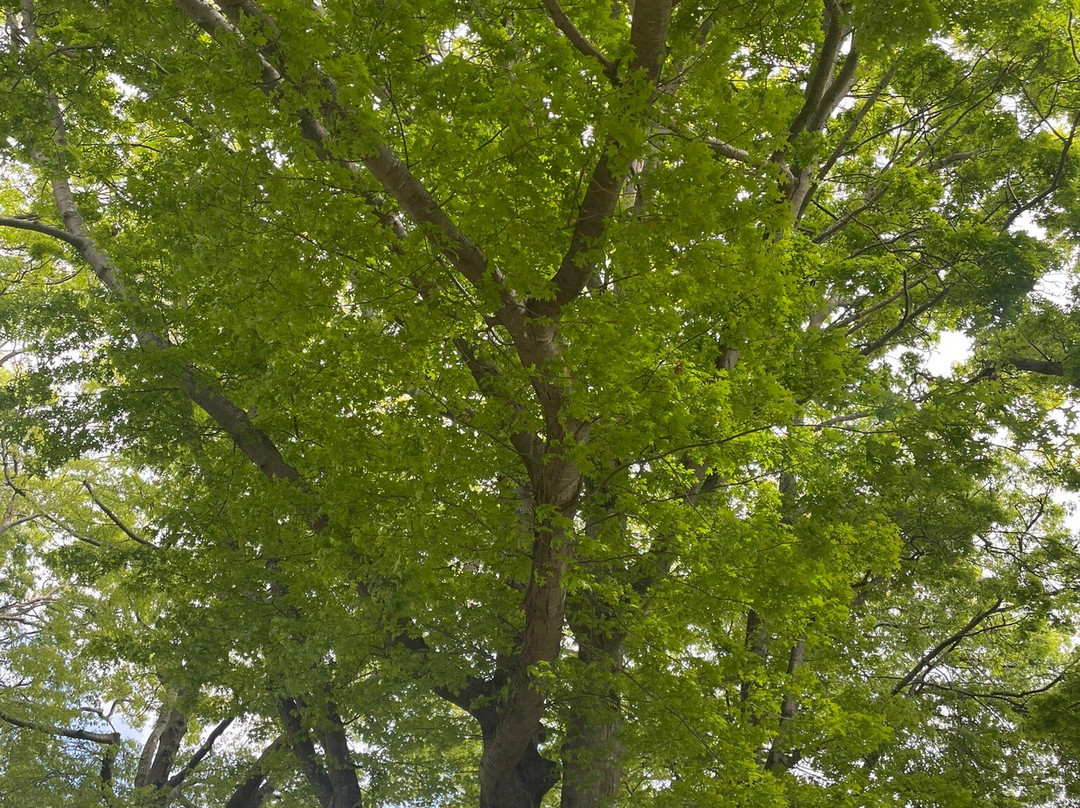 French's Park景点图片