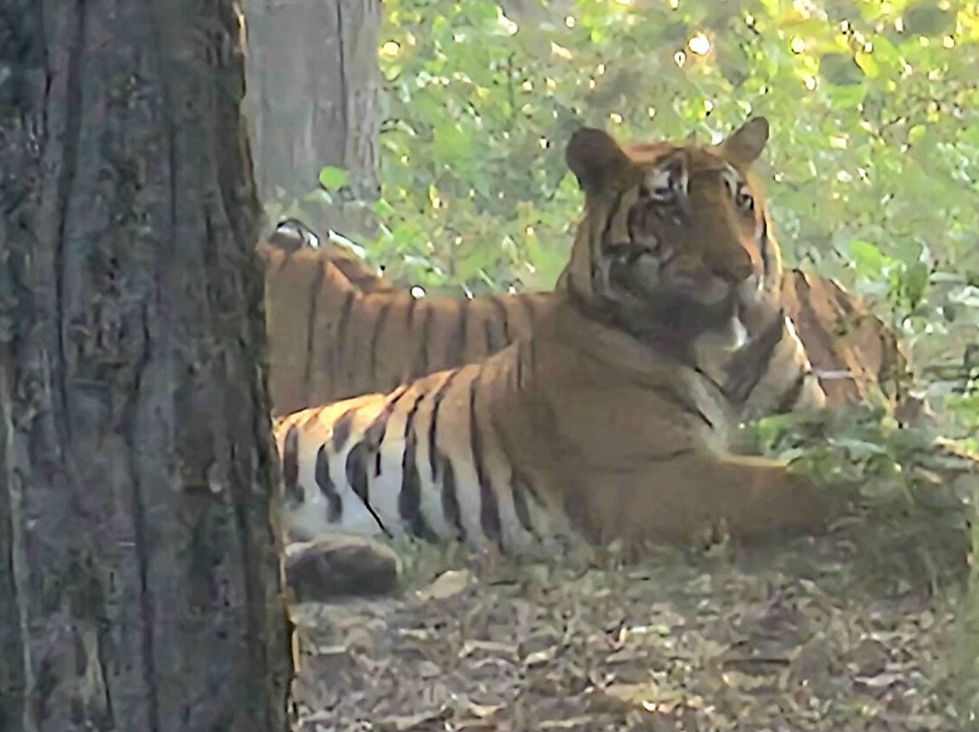 Banjaar Tola - A Taj Safari - Kanha National Park主图