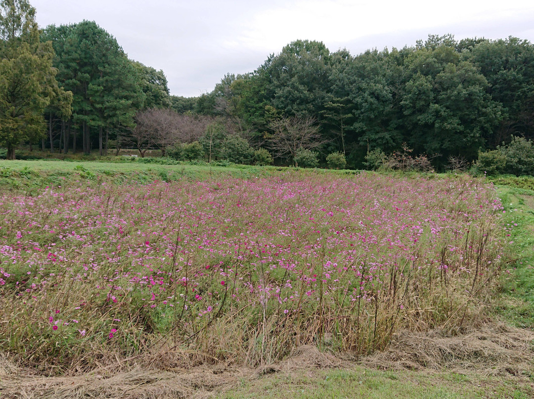 Hatoyamamachi Noson Park-鸠山町必去景点