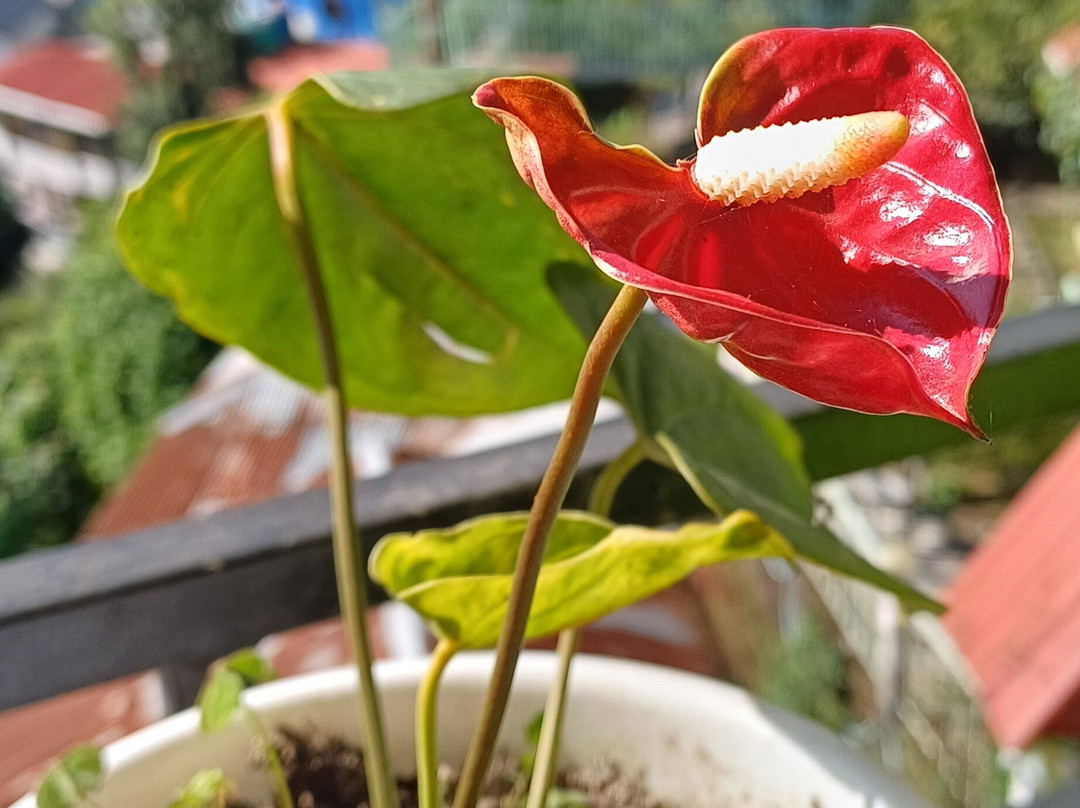 Sunrise Inn Homestay