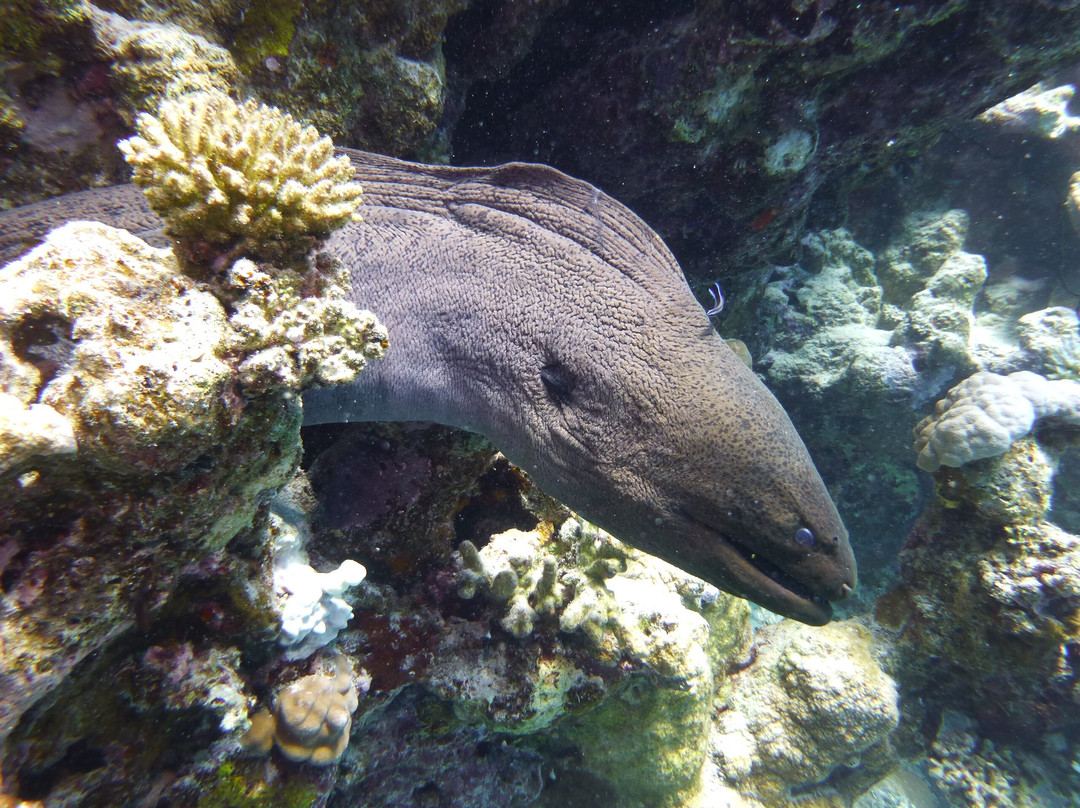 Blue Submarine Diving Center Safaga-Safaga必去景点