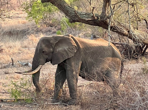 Traveling Man Safaris-庞帕诺比奇必去景点