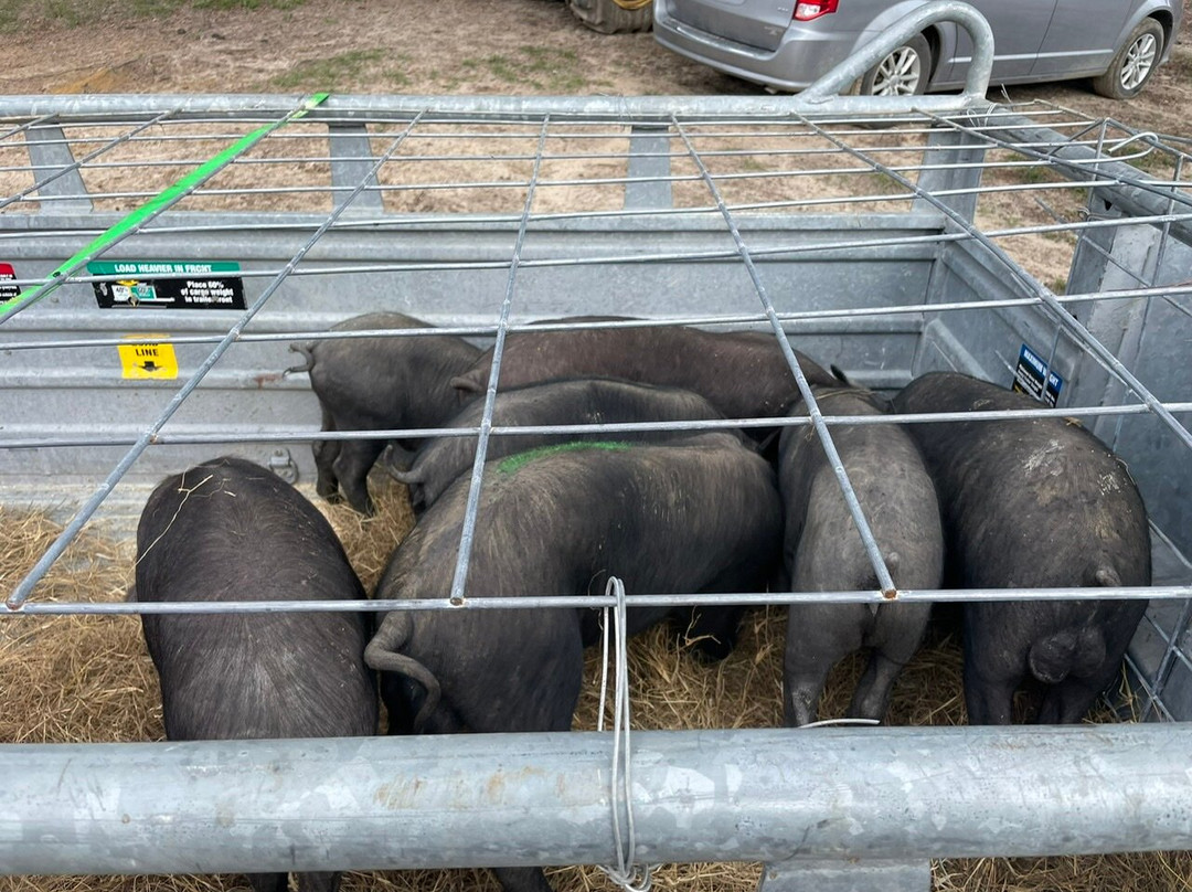 The Willis Country Home Bed and Breakfast主图