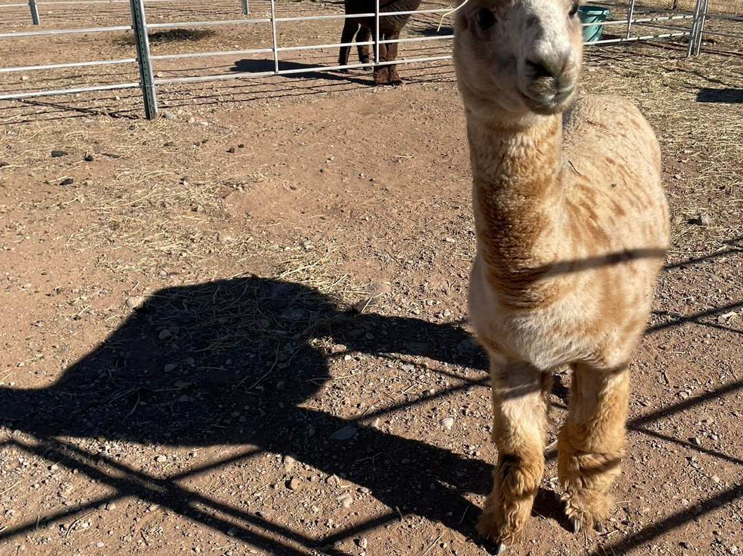 Plum Creek Alpacas-Bradfordsville必去景点
