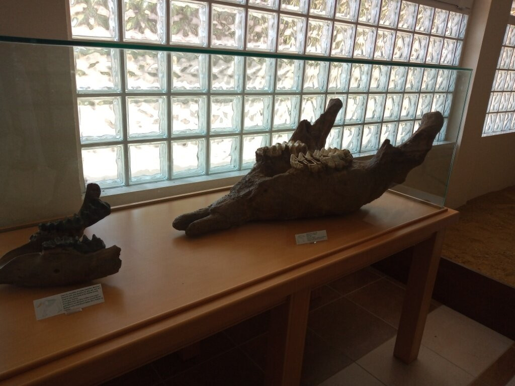 Natural History Museum of Milea景点图片