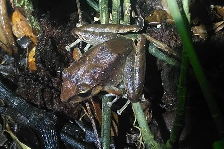 Nature Tours Costa Rica-哥斯达黎加安东尼奥国家公园必去景点