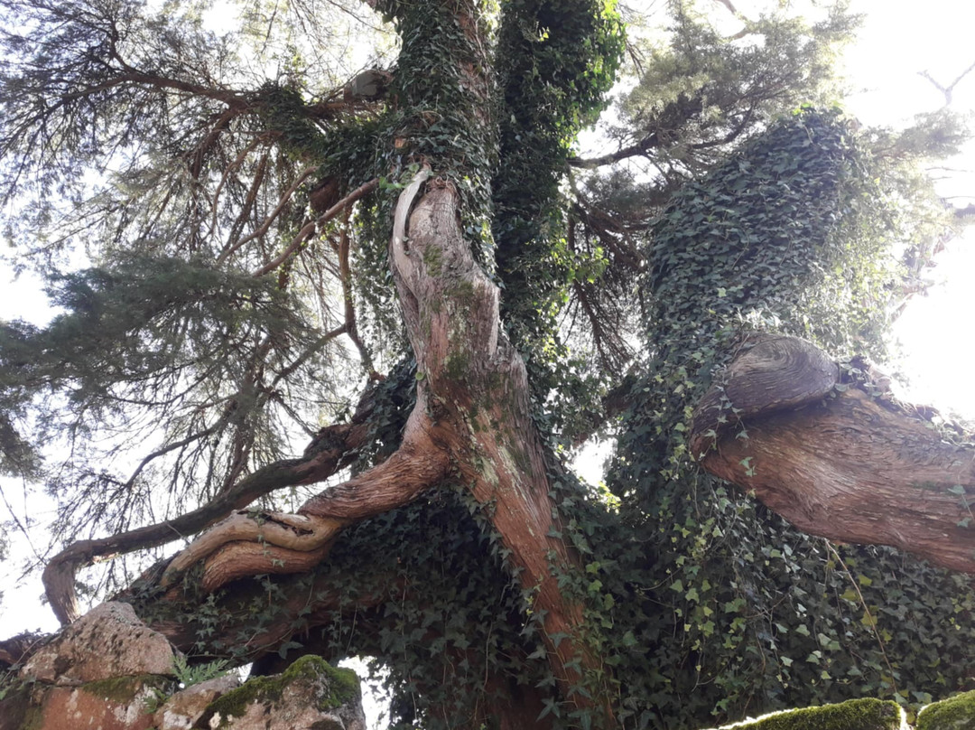 Cedro-do-buçaco De Sanfins景点图片