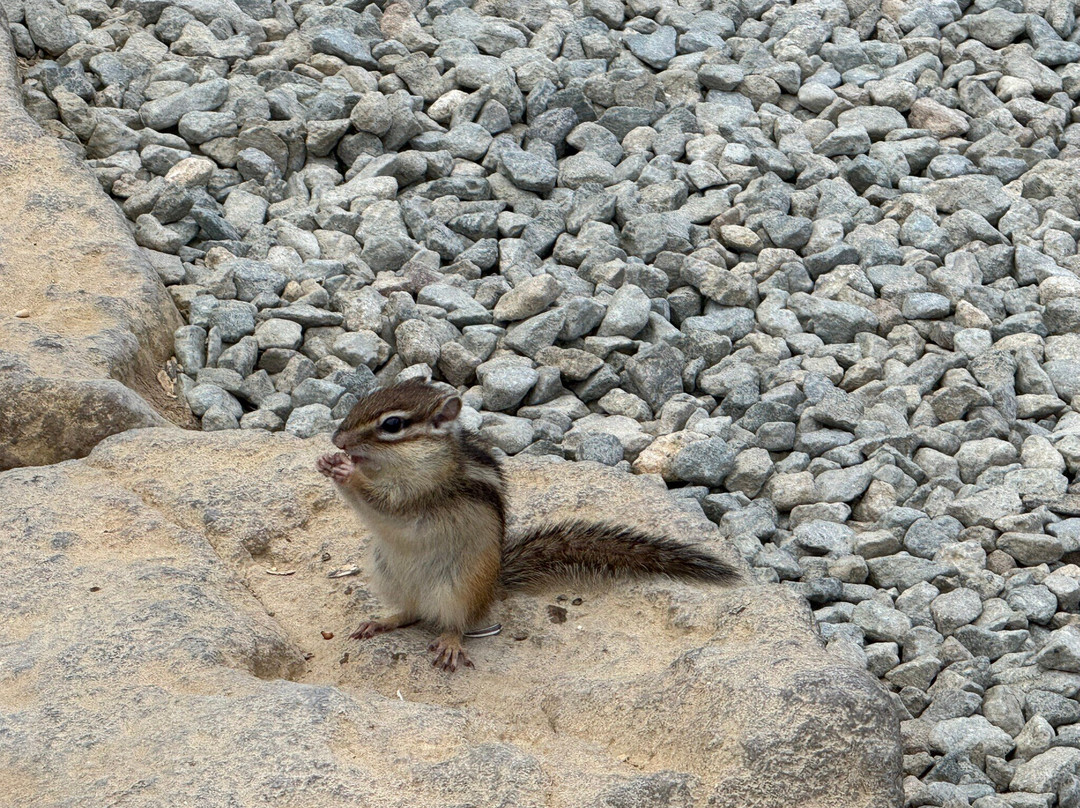 Squirrel Forest Hida Mountains Yaso Shizen Teien-高山市必去景点