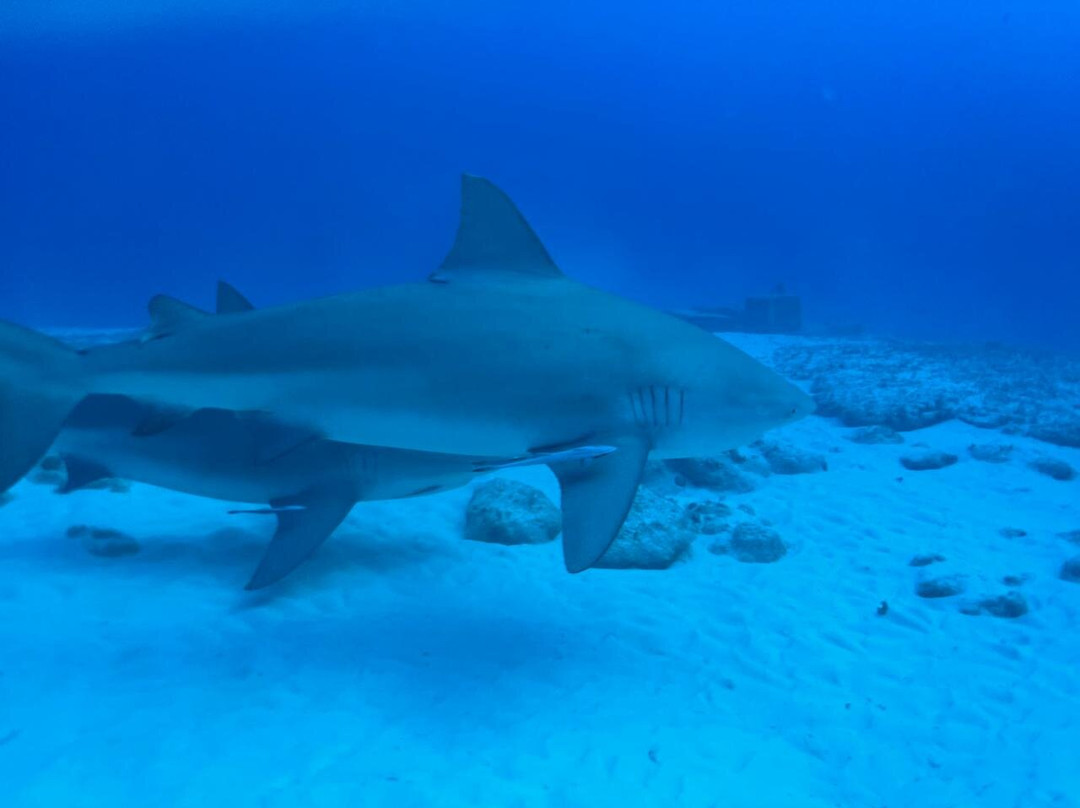 Diverz Den Tulum-图伦必去景点