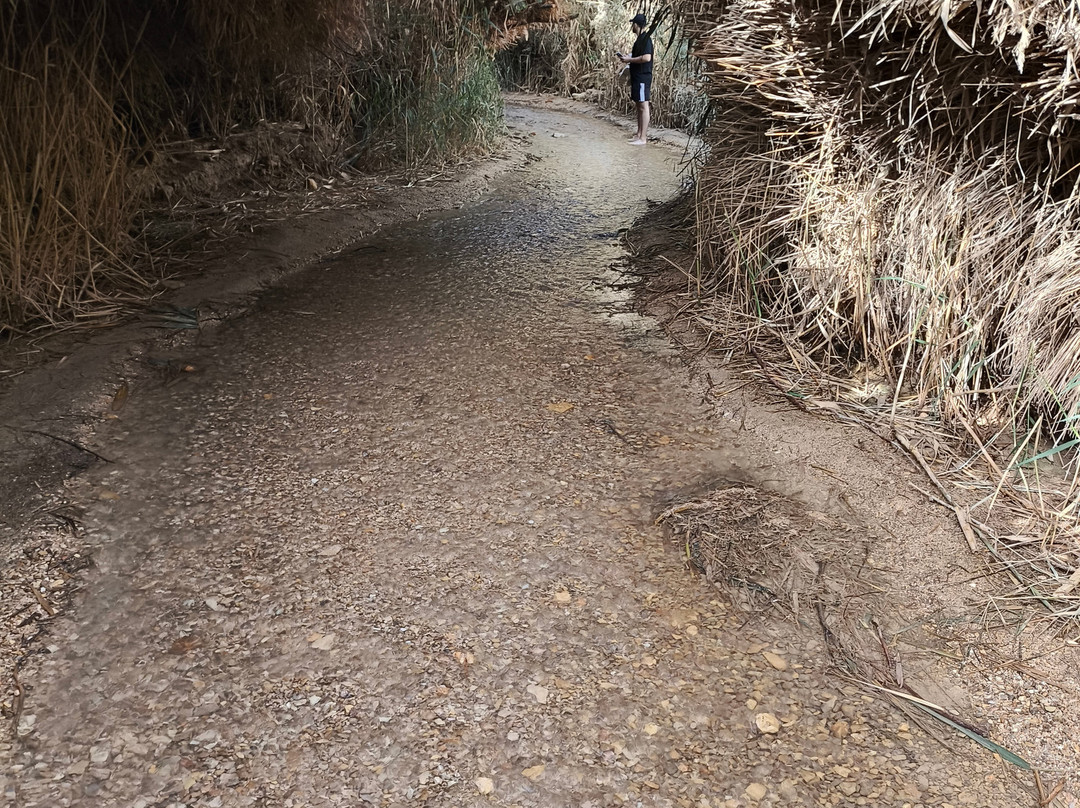 Bokek River-英波格必去景点