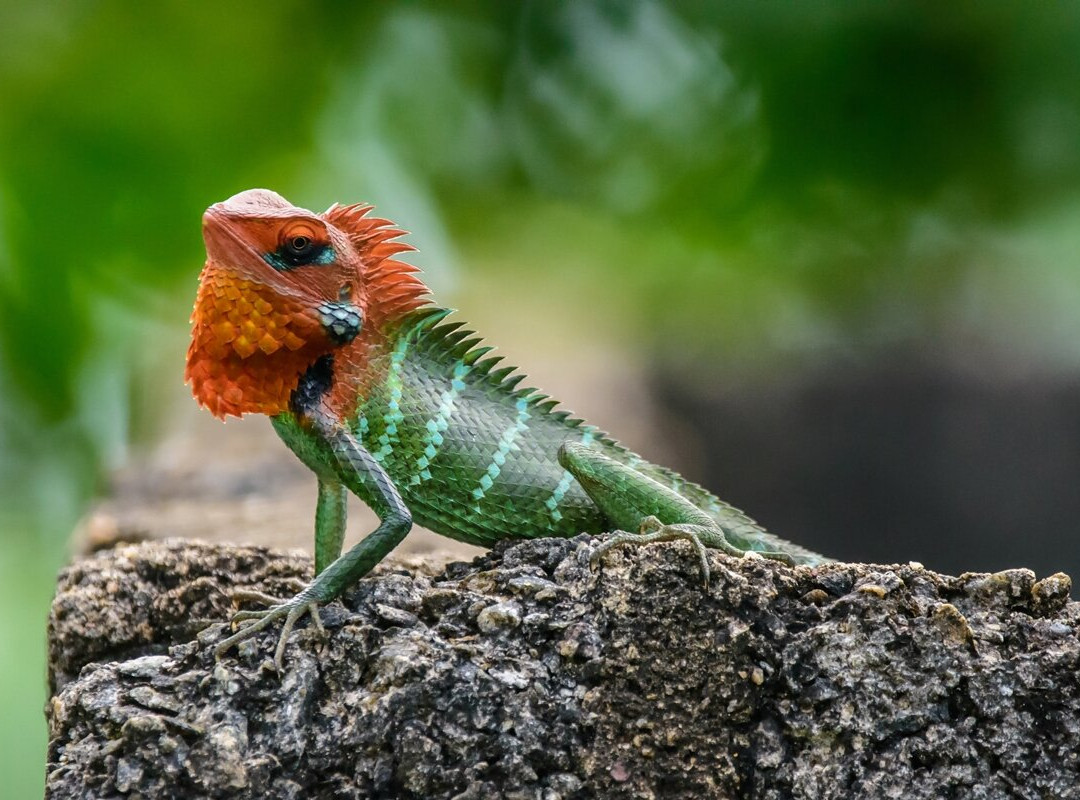 Freedom Resort主图