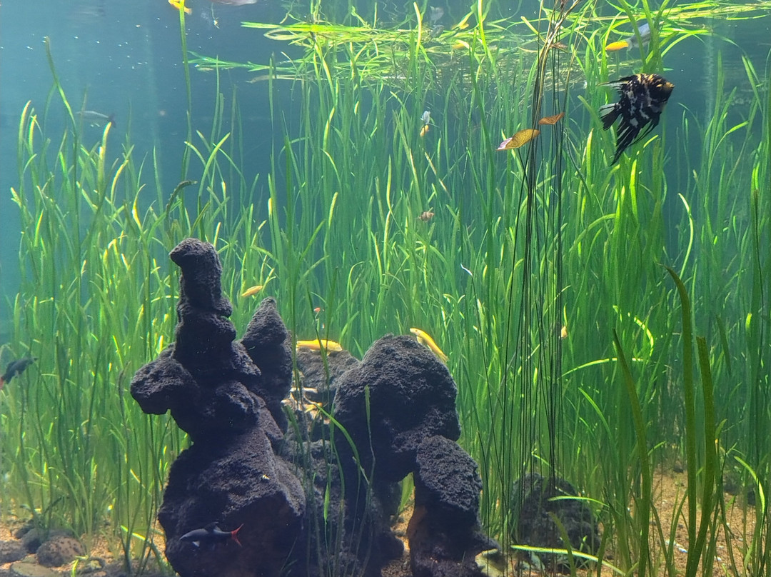 Jagdishchandra Bose Aquarium景点图片