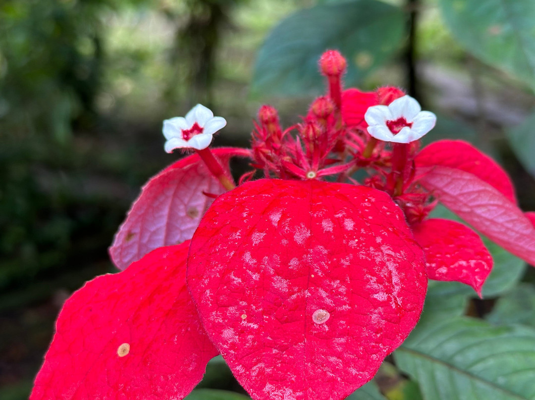 Domaine d'Emeraude-Le Morne-Rouge必去景点
