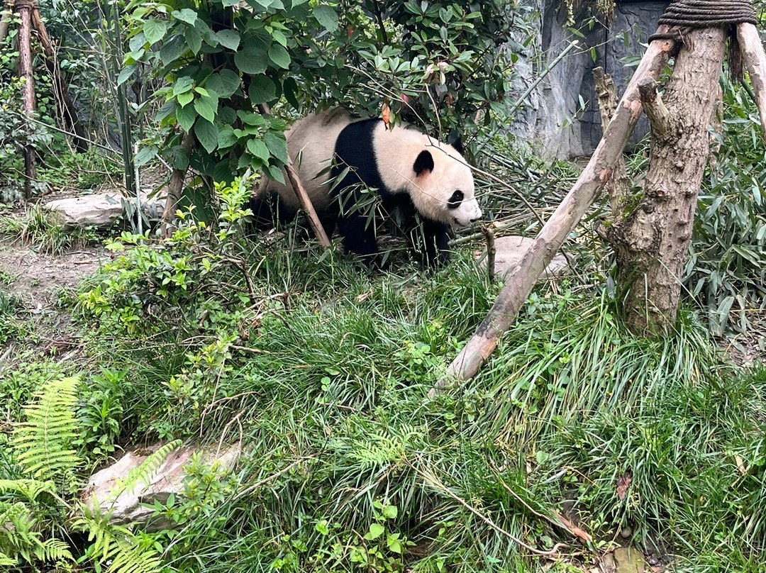 Hello China Trip-成都必去景点