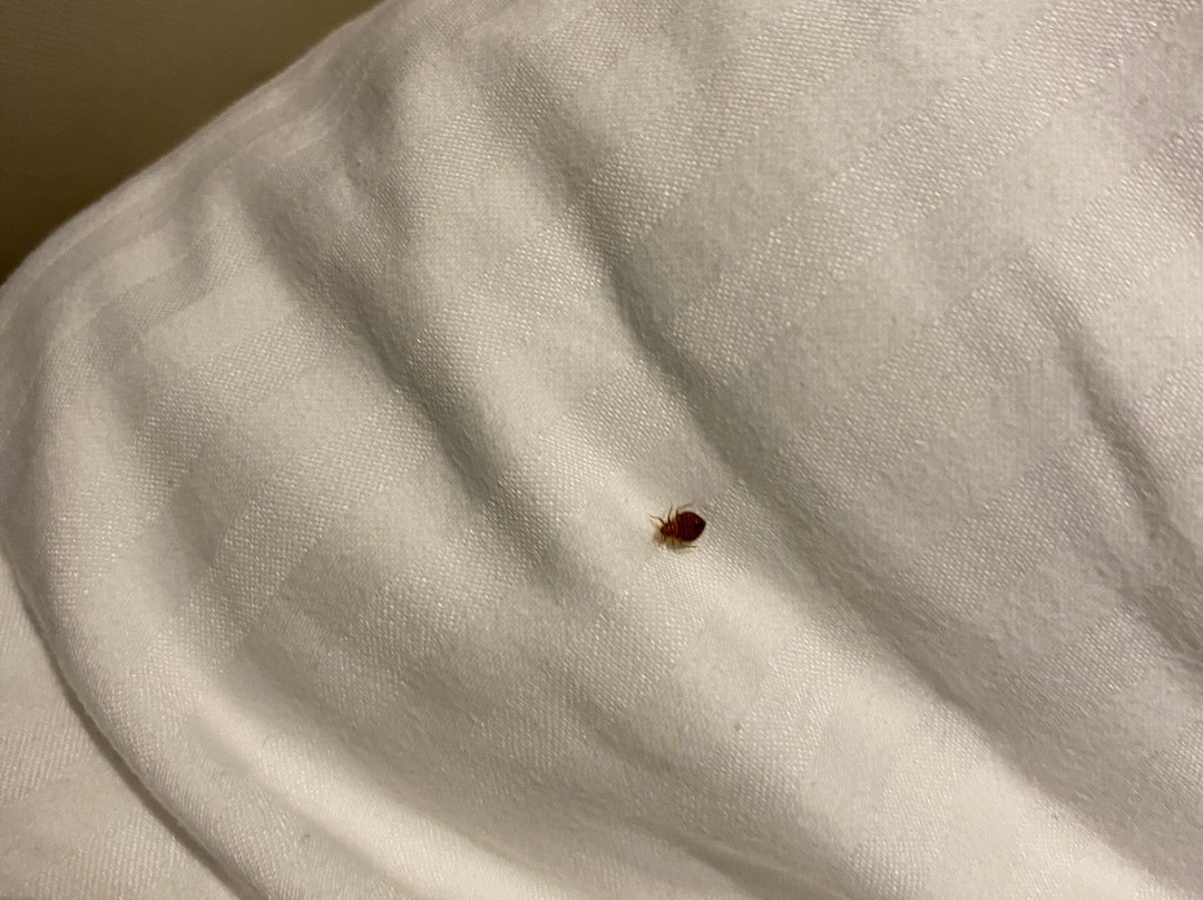 Golden Nugget Lake Charles Hotel & Casino-莱克查尔斯必去景点