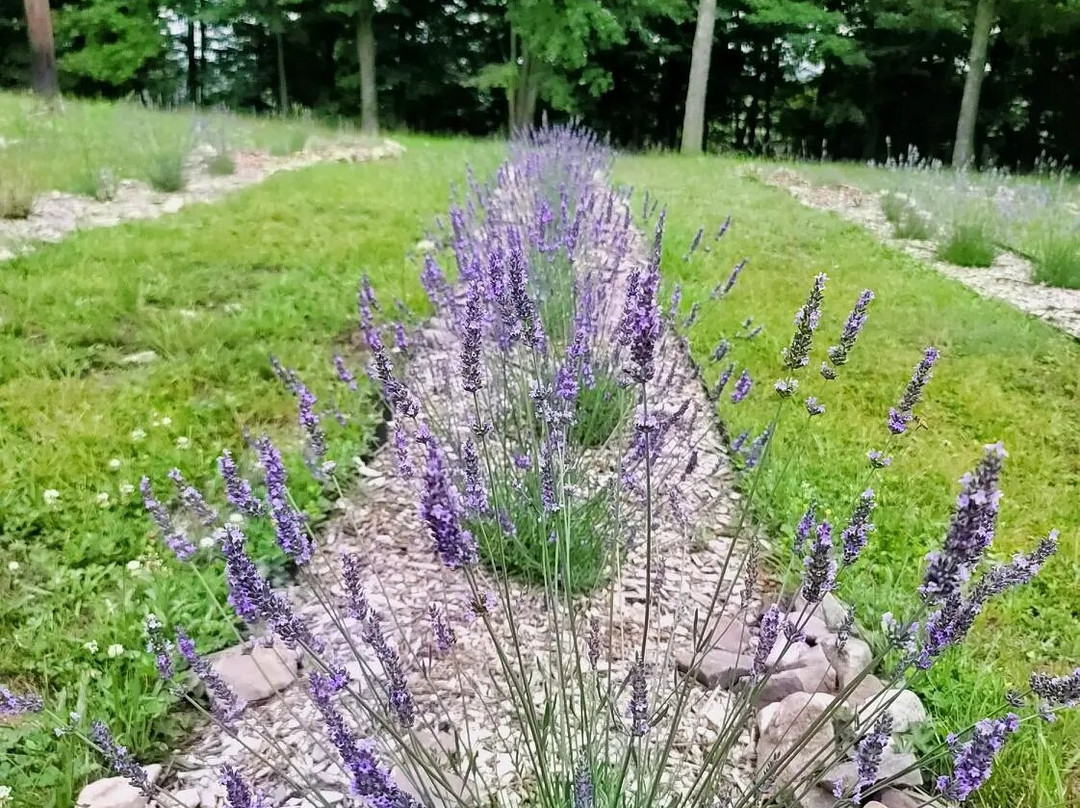 Hickory Run Lavender Farm景点图片