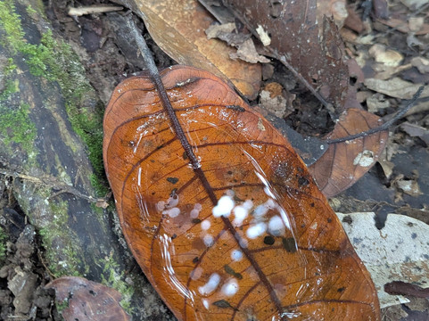 Teraja Waterfall-赛瑞亚必去景点