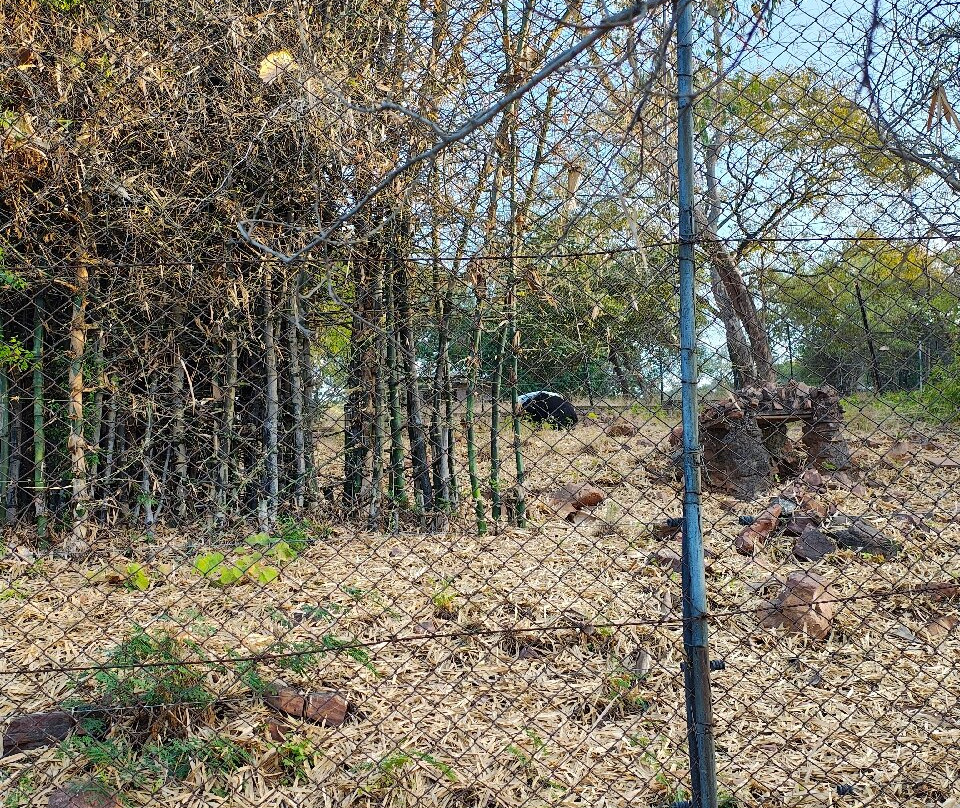 Van Vihar National Park景点图片