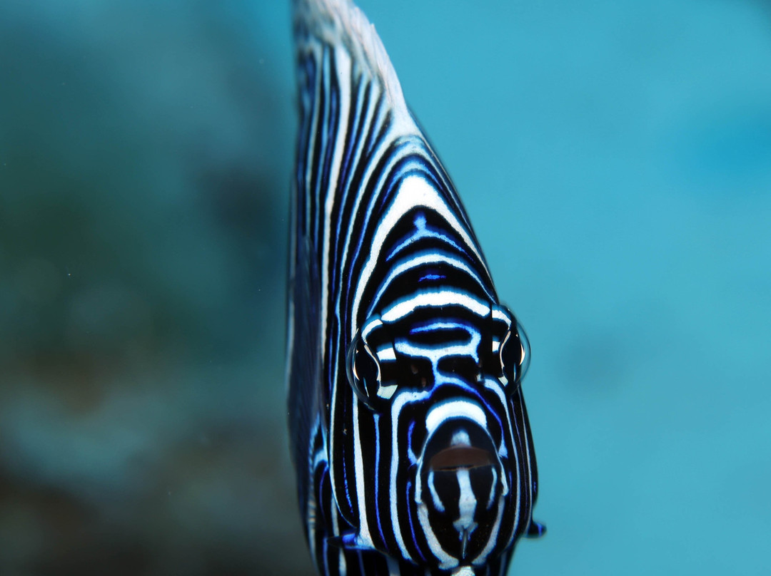 Dive Spirit Mauritius景点图片