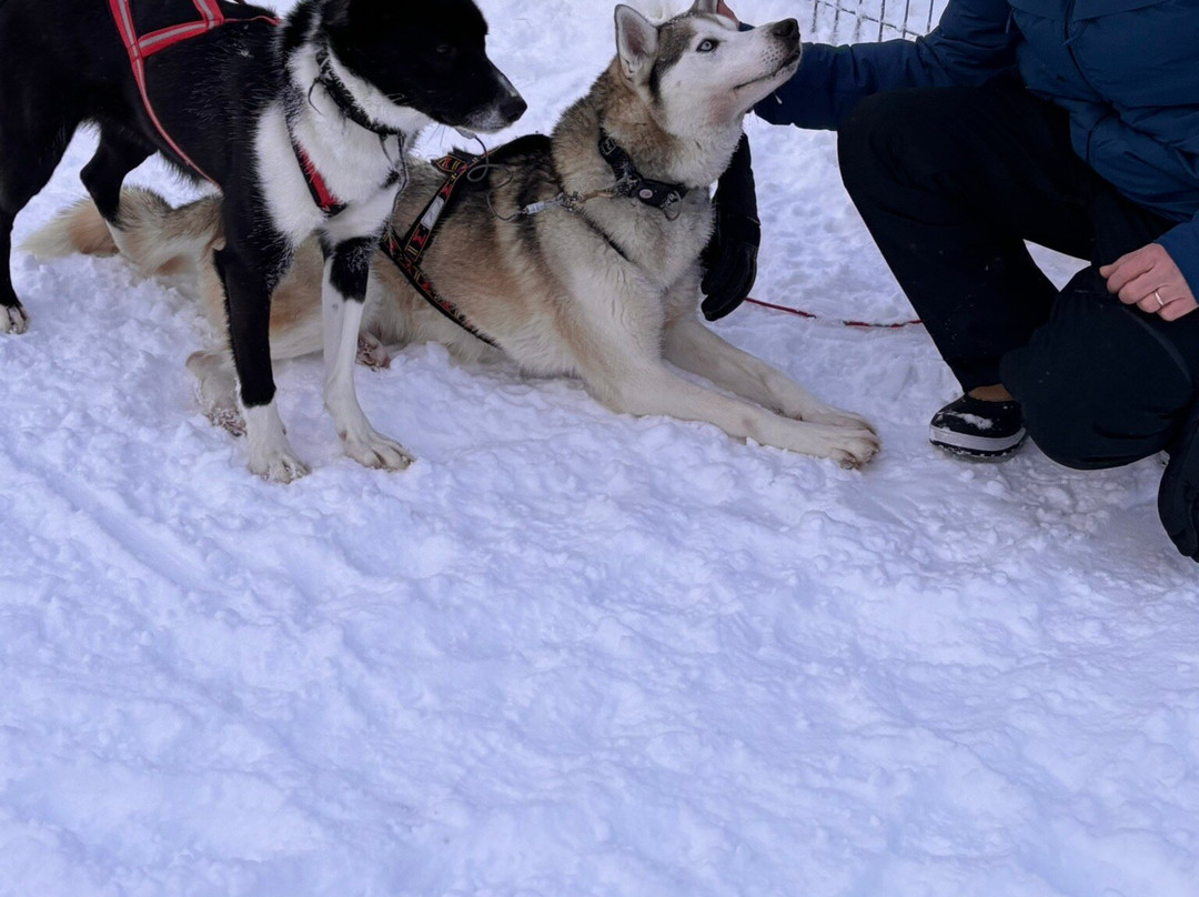 Era-Susi Huskies - Day Tours景点图片