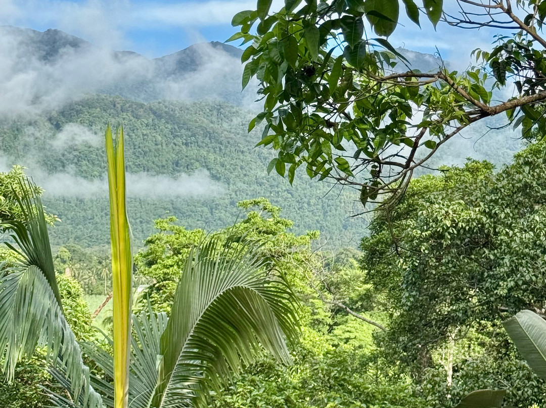 Mossman Gorge Bed and Breakfast主图